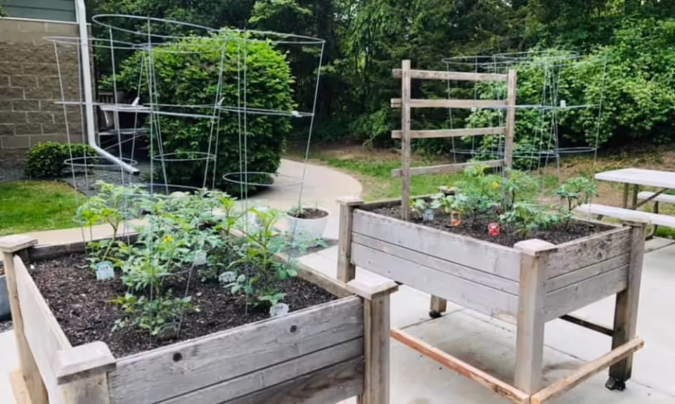Two raised wooden garden beds with young plants growing in soil, supported by wire cages and wooden trellises, situated on a concrete patio with greenery and bushes in the background.