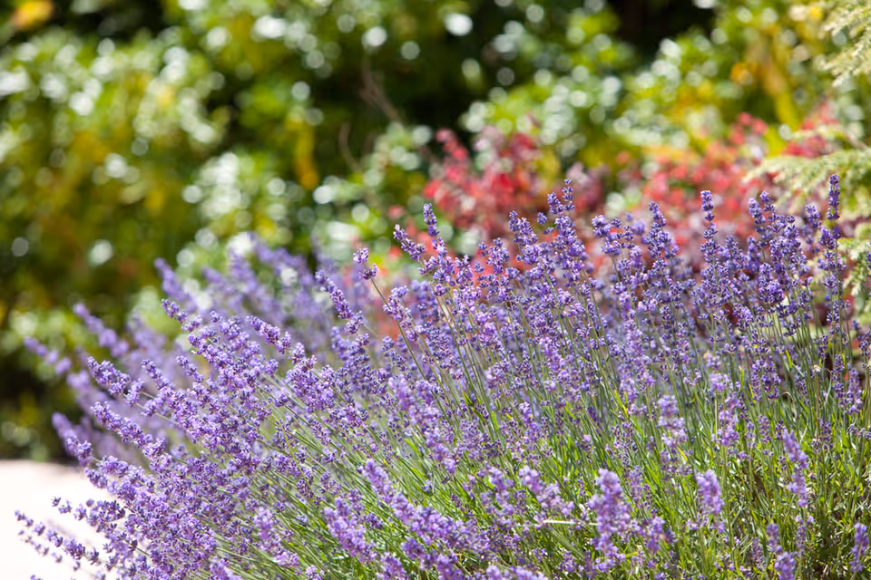 A close-up view of a garden with blooming lavender flowers in the foreground and various green and red plants blurred in the background.