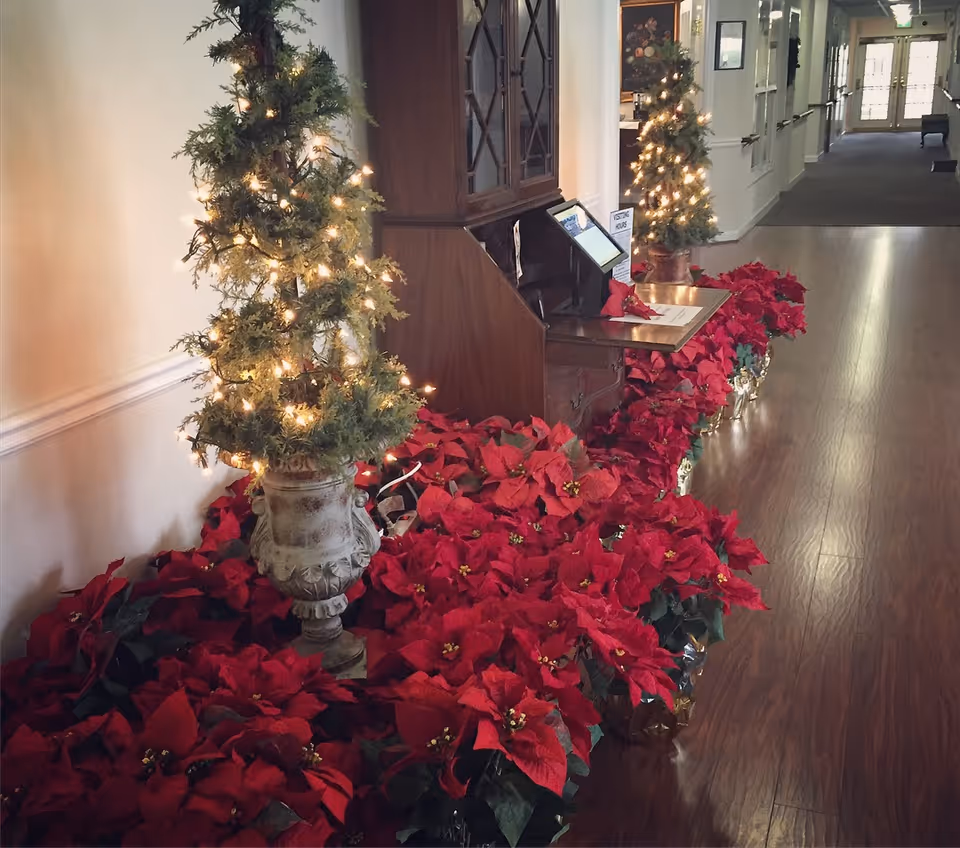 A hallway decorated for the holidays with two small Christmas trees adorned with white lights placed in ornate pots, surrounded by numerous red poinsettia plants along the floor. A wooden cabinet with glass doors is positioned between the trees, and the hallway has wooden flooring with white walls and handrails.