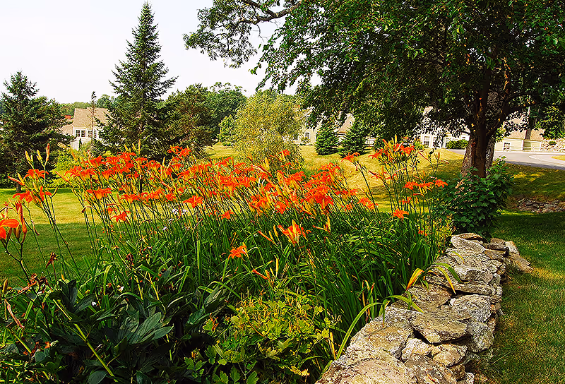 A vibrant garden scene featuring a cluster of orange daylilies in full bloom next to a rustic stone wall. The background includes green grass, several trees, and a few buildings partially visible through the foliage under a bright sky.