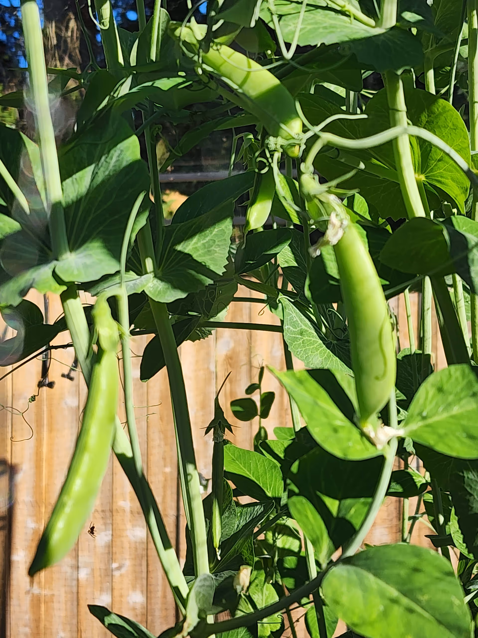 Close-up view of green pea pods hanging on a pea plant with green leaves, set against a wooden fence background in sunlight.