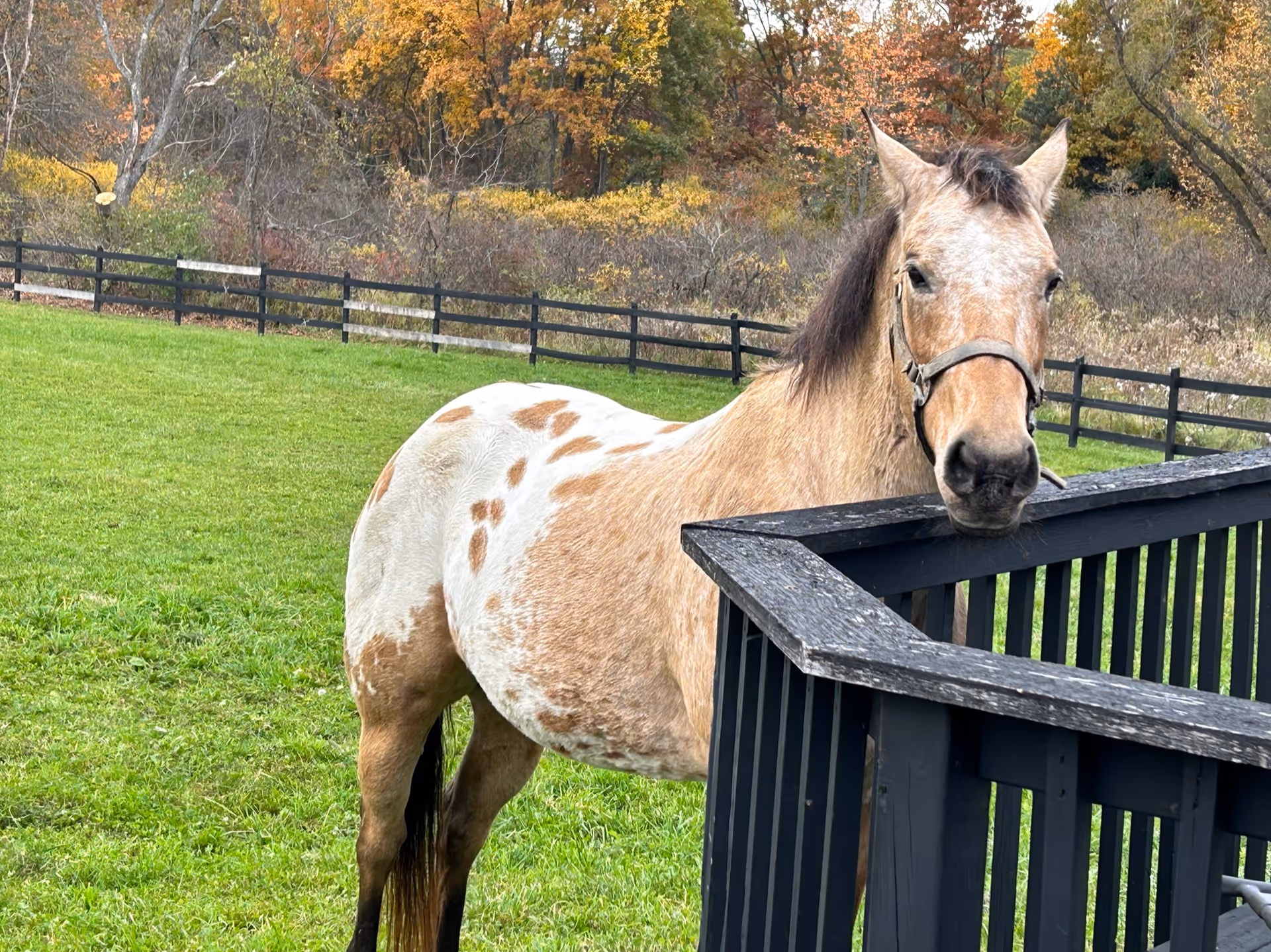 A brown-and-white spotted horse standing by a black wooden fence in a grassy field with autumn trees in the background.