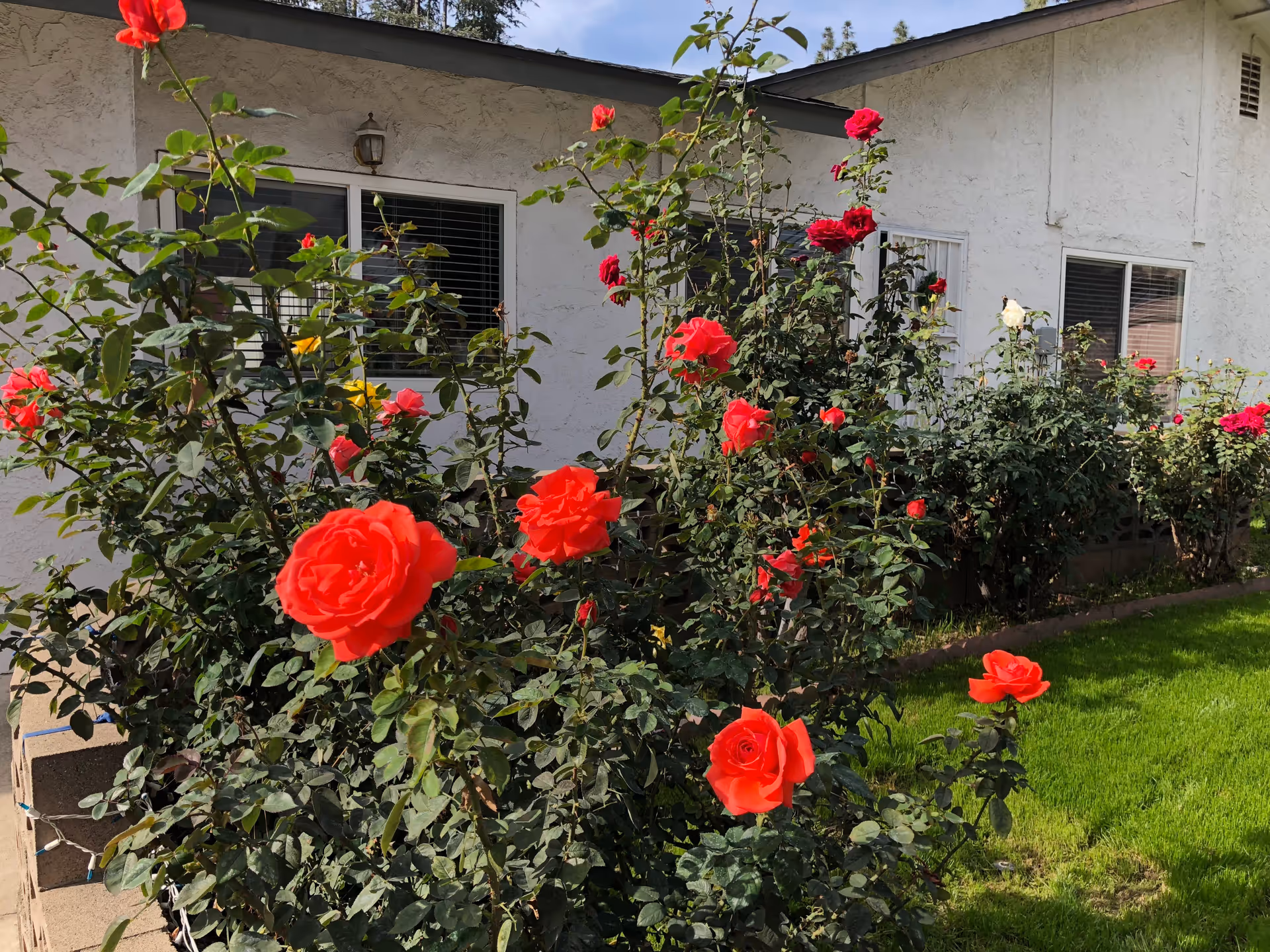 A garden with vibrant red and a few yellow roses blooming in front of a white building with windows and a door. The garden has green grass and is well-maintained under a clear sky.