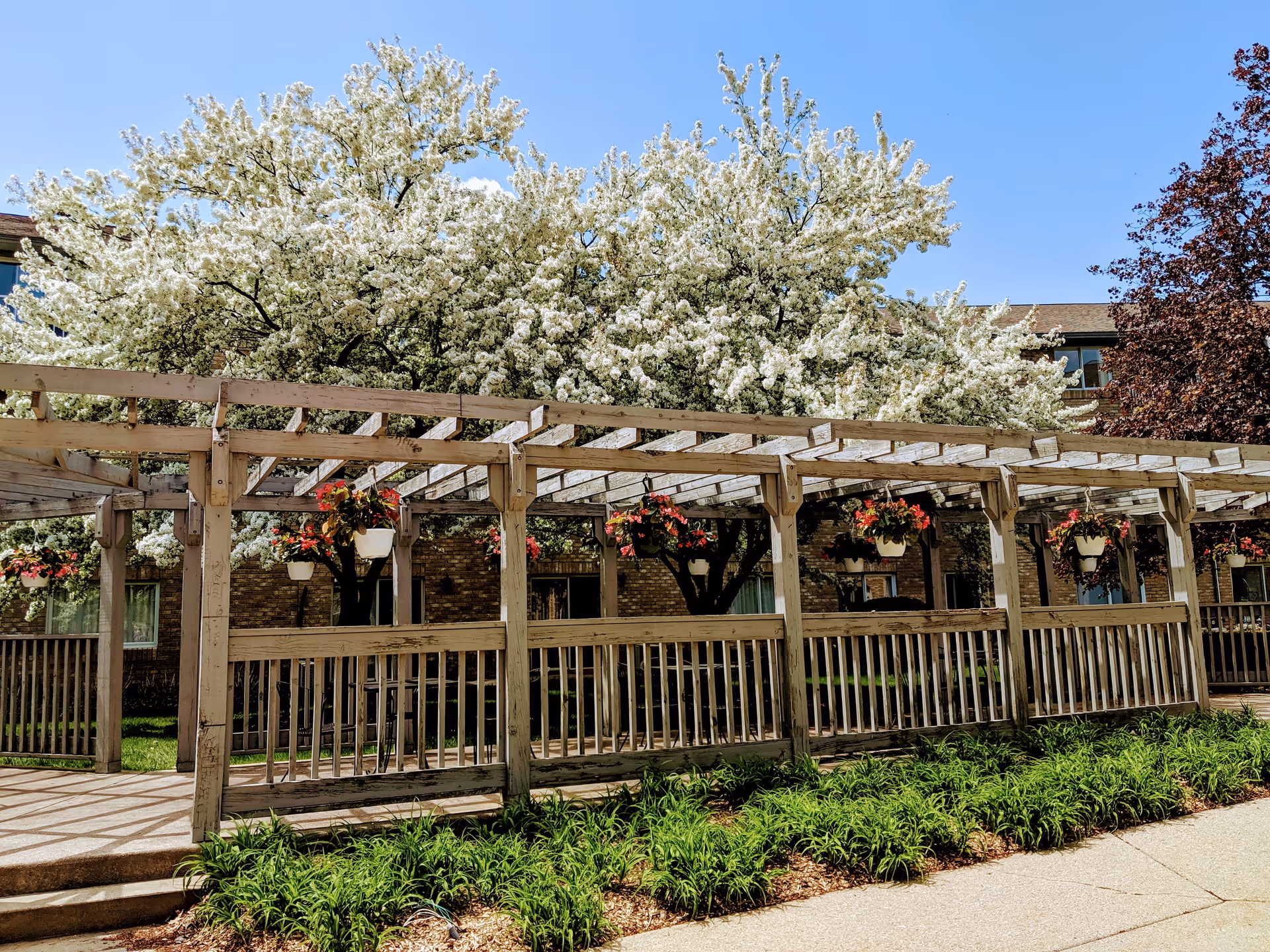Outdoor area of a senior living facility featuring a wooden pergola with hanging flower pots, lush green plants along the walkway, and large trees with white blossoms in the background under a clear blue sky.