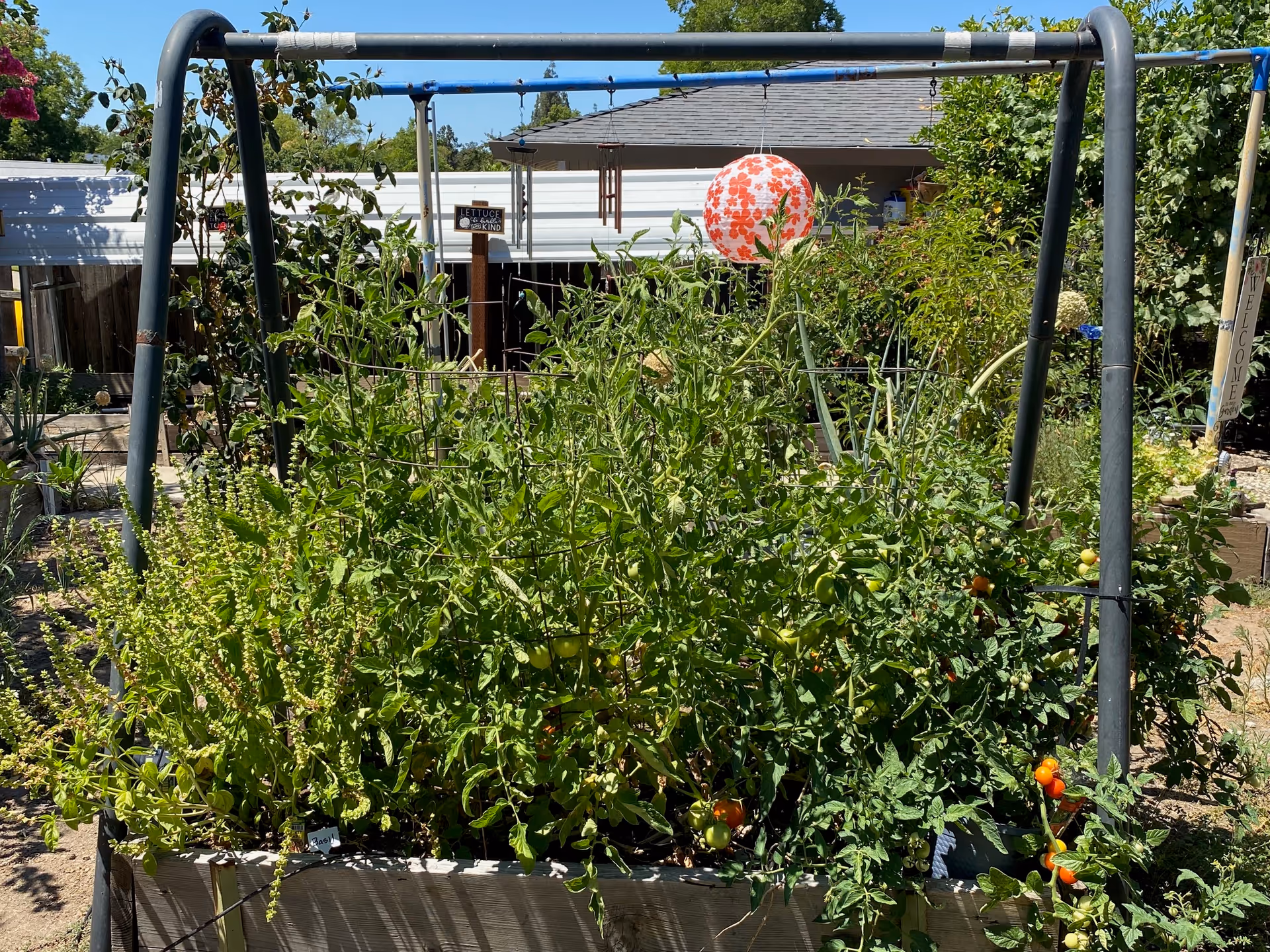 A raised garden bed filled with lush green plants and some small tomatoes growing. The garden bed is supported by a metal frame with a blue horizontal bar at the top. In the background, there is a house roof, a white fence, and various garden decorations including a red and white patterned spherical ornament and a small sign that reads 'LETTUCE BE KIND'.