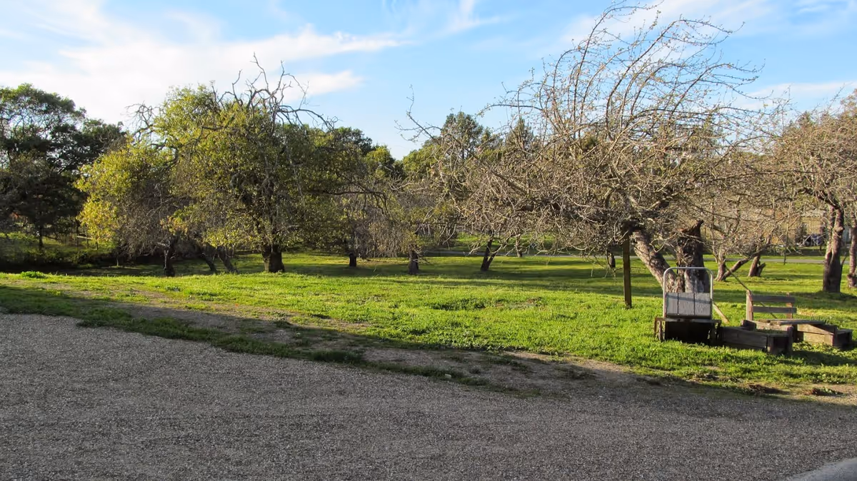 A grassy outdoor area with several leafless and partially leafed trees under a blue sky with some clouds. There is a gravel path or driveway in the foreground and some wooden benches and a small cart near one of the trees.