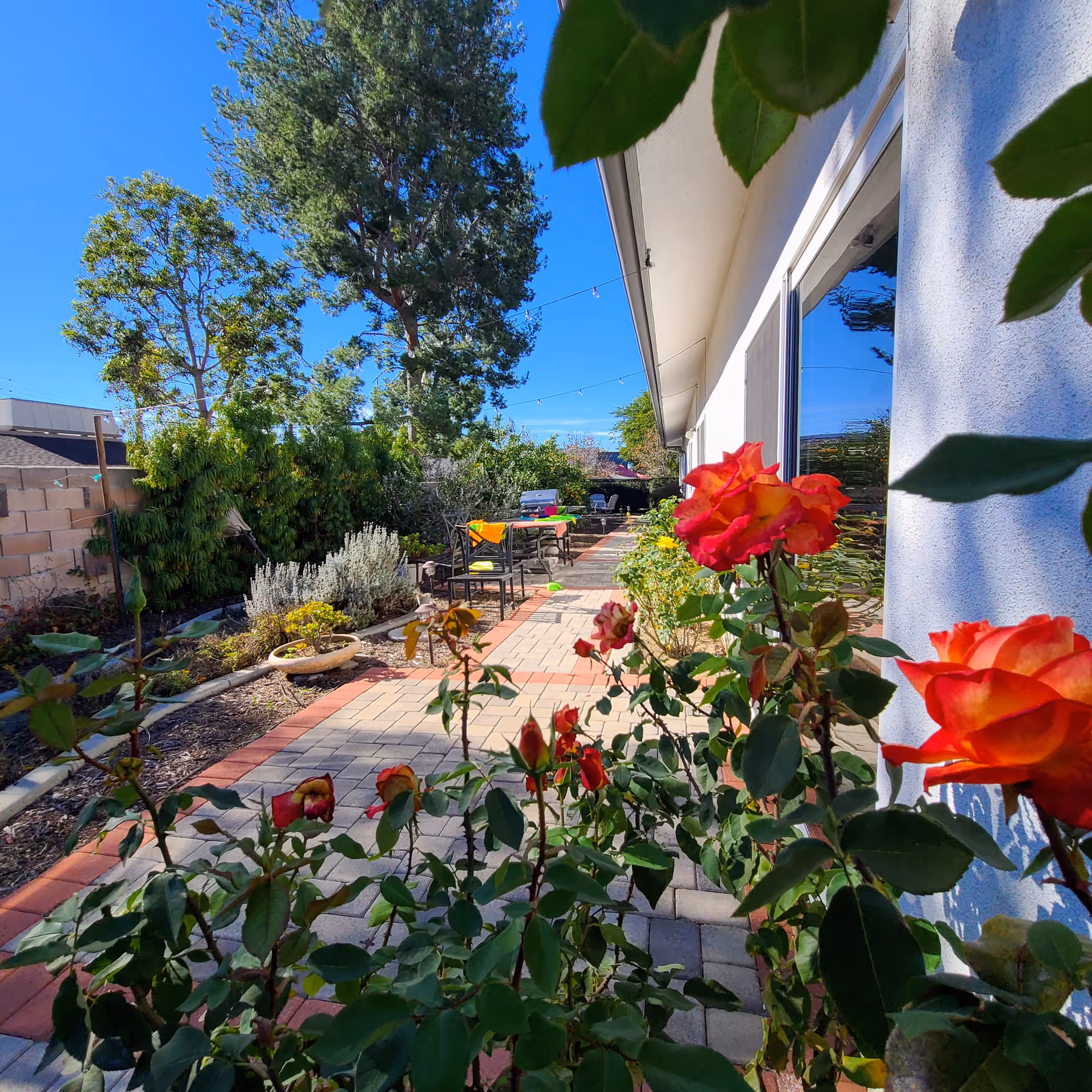 Sunny paved patio garden with red-orange roses in the foreground, outdoor seating, and trees beside a house exterior.