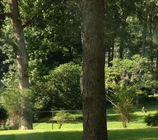 A green outdoor area with several trees, bushes, and a grassy lawn. A chain-link fence is visible in the background, separating the yard from a wooded area.