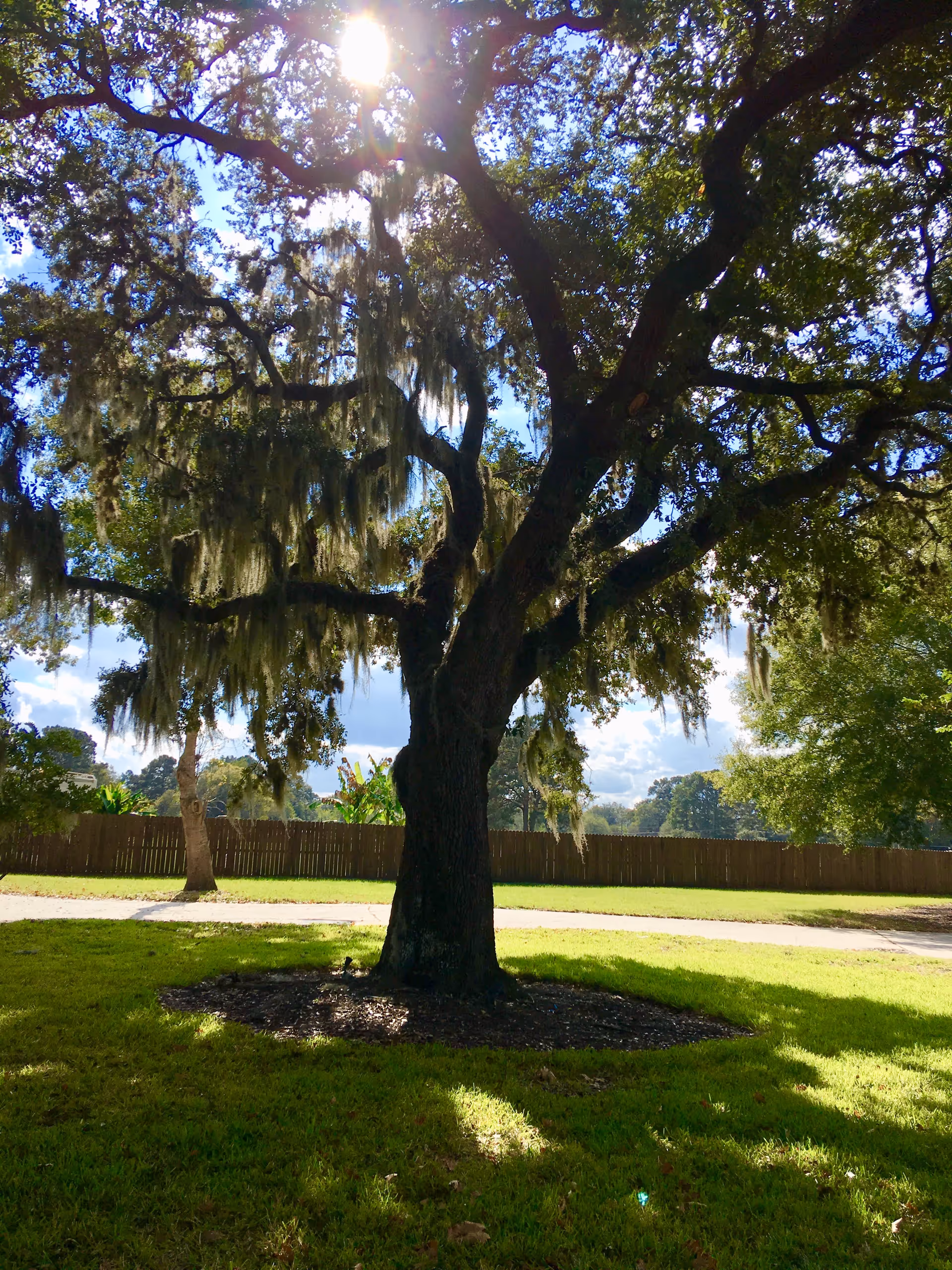A large oak tree draped with Spanish moss stands in a sunlit grassy yard with a wooden fence in the background.