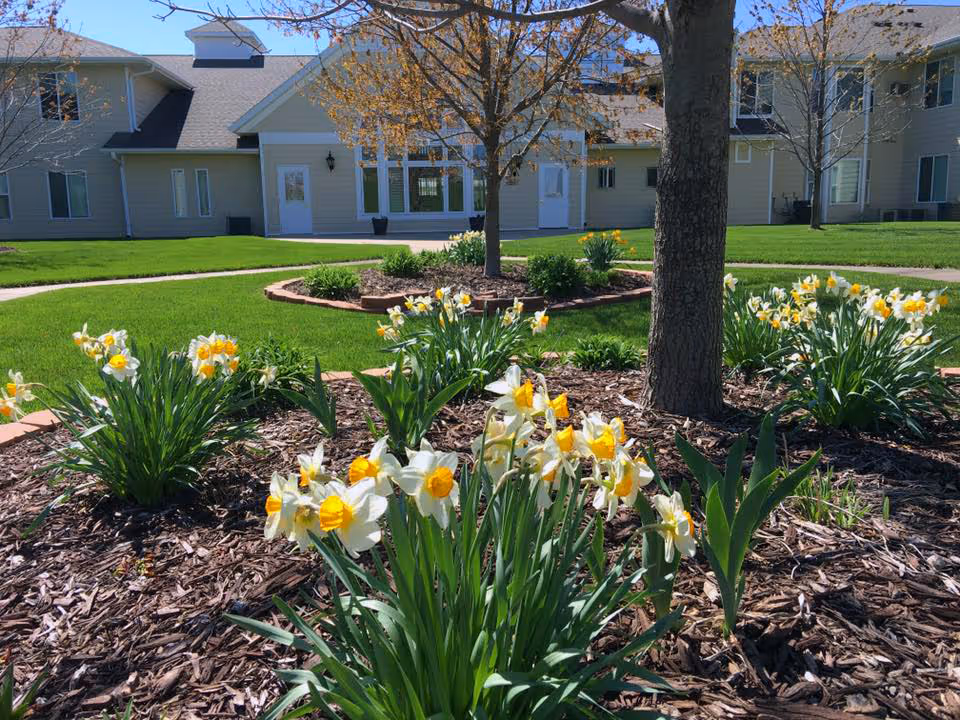 A landscaped garden area with blooming yellow and white daffodils surrounding a tree, set in front of a beige senior living facility building under a clear blue sky.