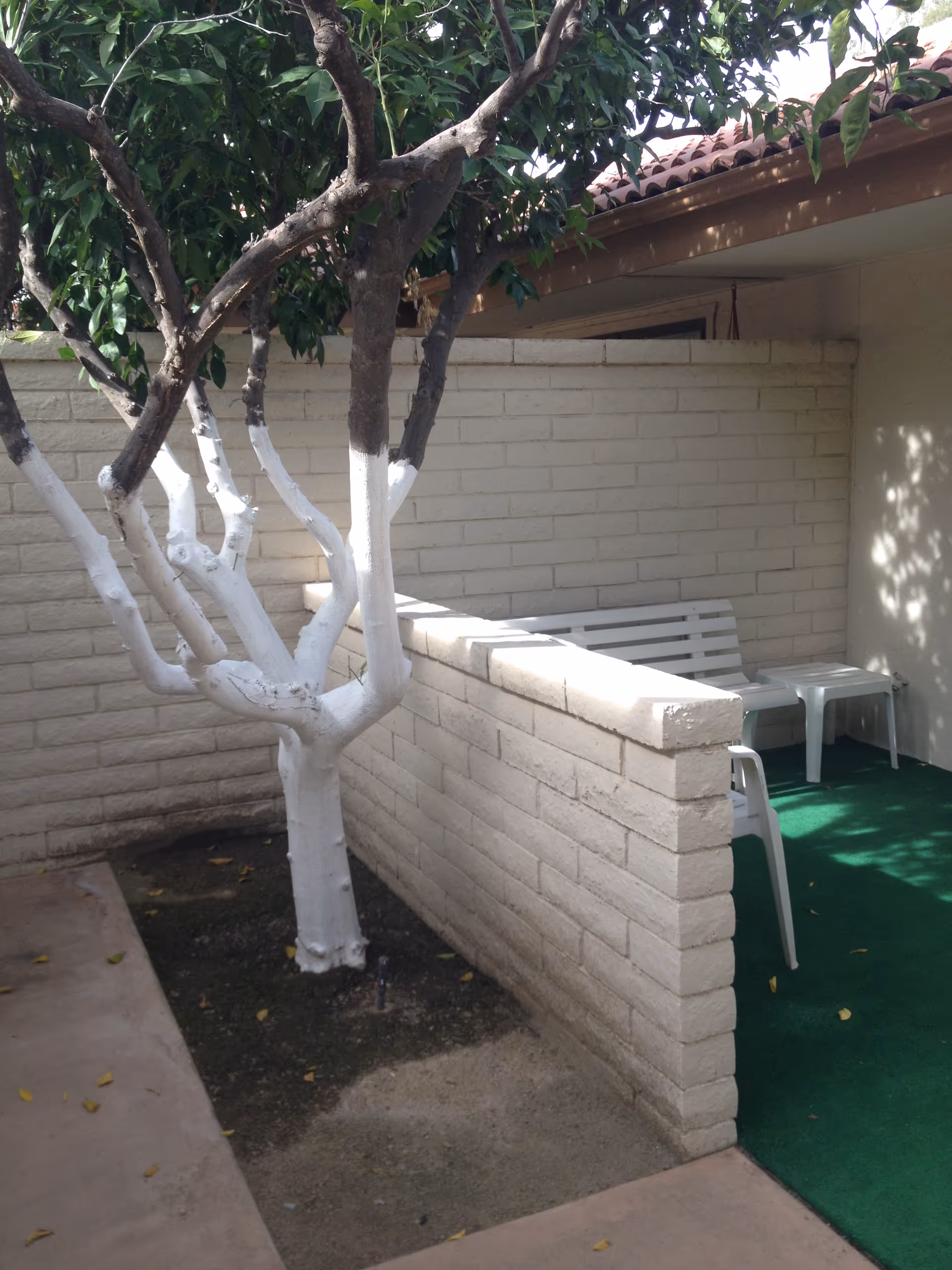Outdoor patio area with a white-painted tree trunk and branches, a low beige brick wall, a white bench, and a white plastic chair on green outdoor carpet.
