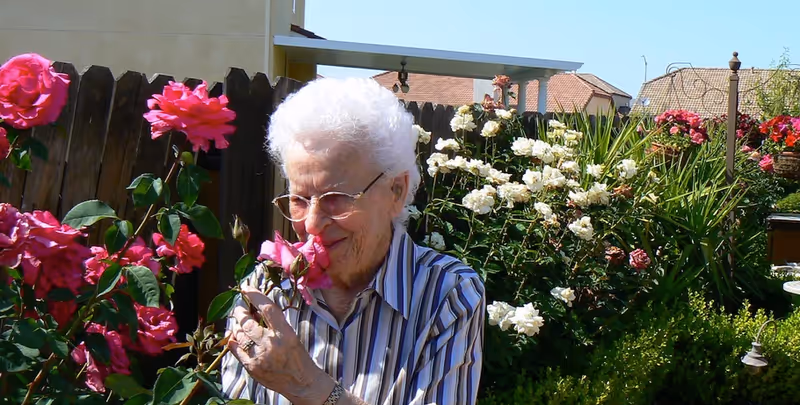 An elderly woman with white hair and glasses is smelling a pink rose in a garden filled with blooming pink and white roses, with a wooden fence and houses in the background.