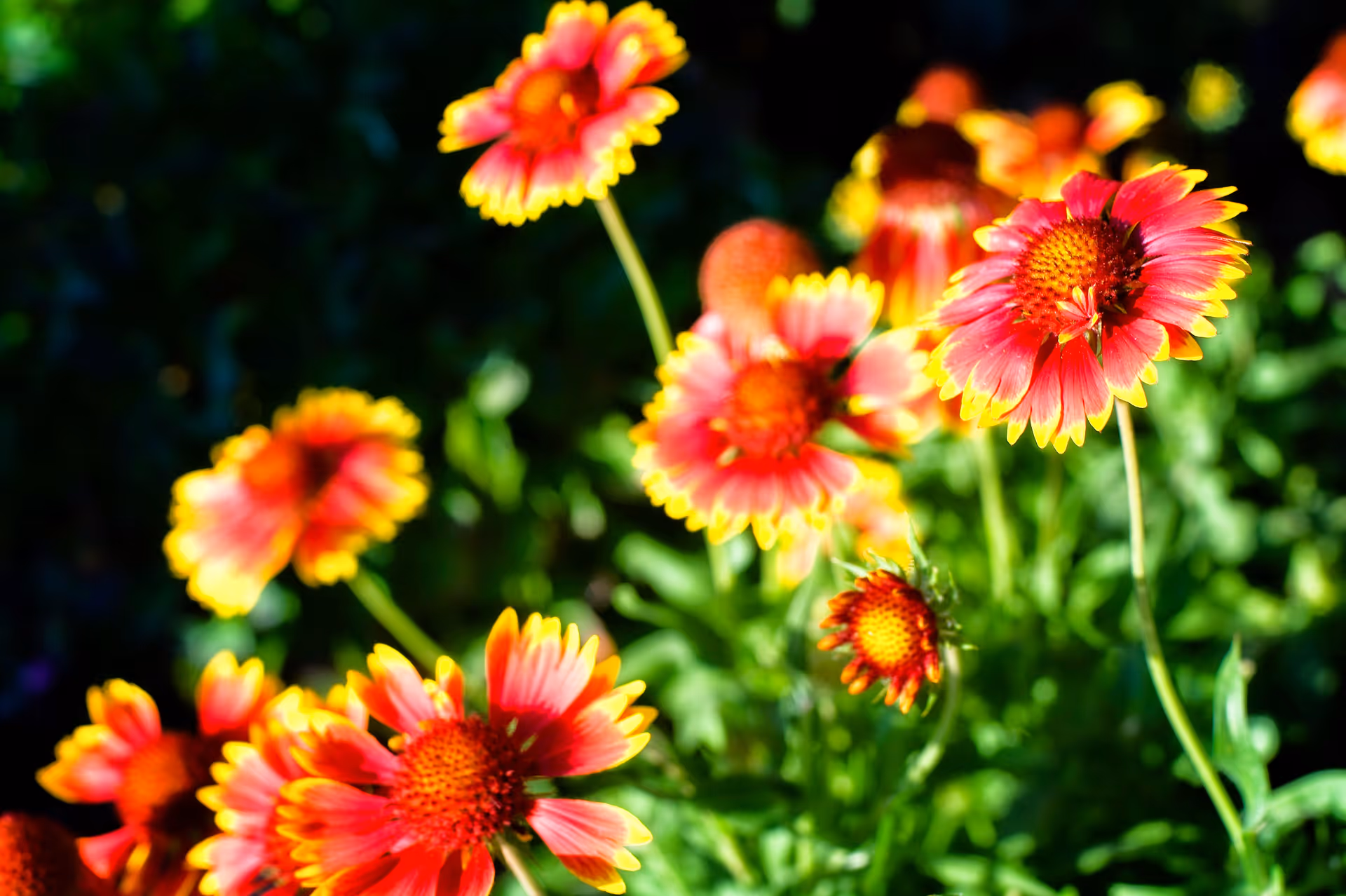 Close-up of vibrant red and yellow flowers with green foliage in the background, illuminated by sunlight.