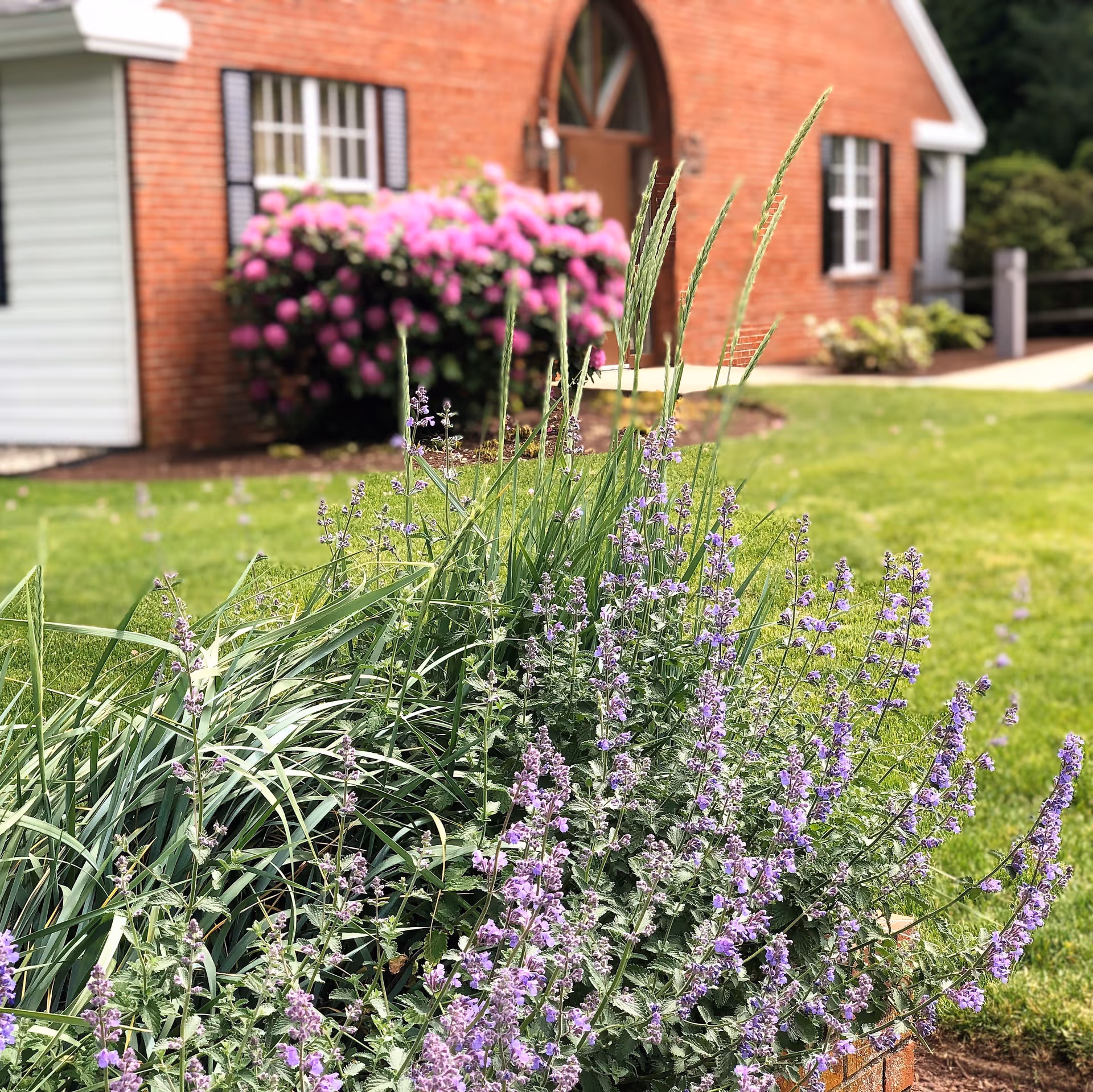 A garden bed with tall green grasses and purple flowers in front of a brick building with white-trimmed windows and a wooden door. There is a bush with bright pink flowers near the building, and a green lawn surrounds the garden bed.