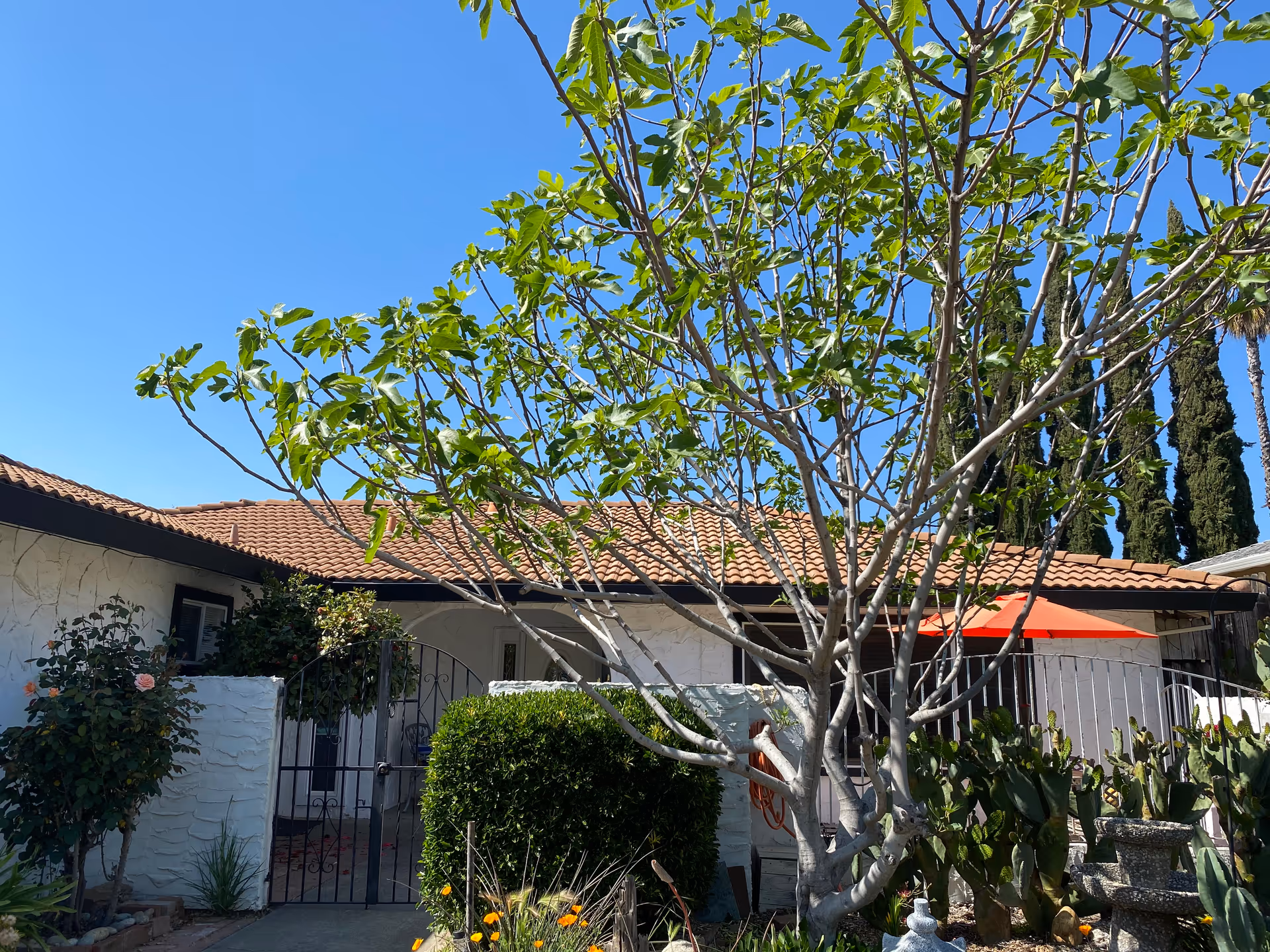 Front exterior of a single-story residence with a tiled roof, gated entrance, and a courtyard with a large tree and plants.