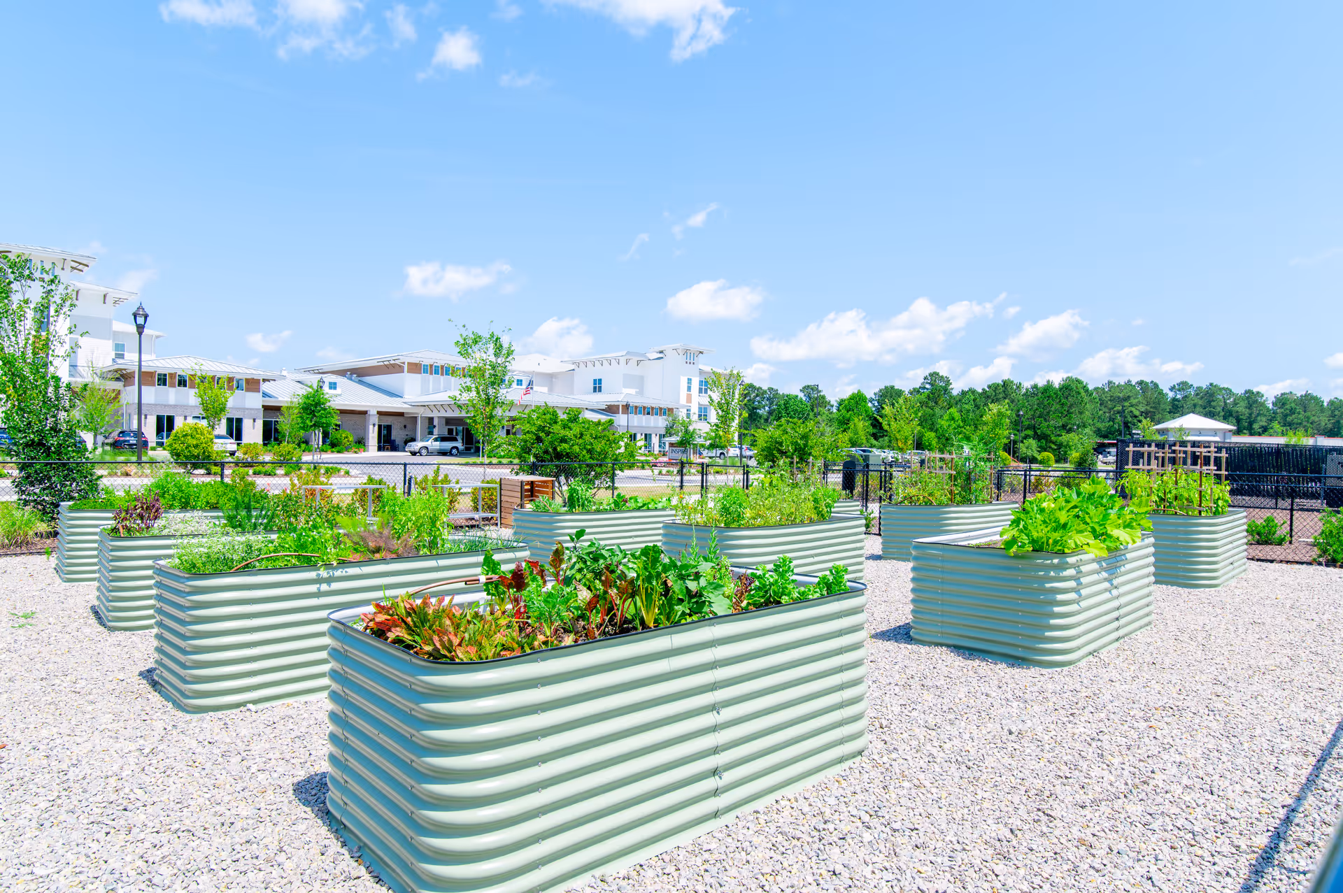 Outdoor garden area with multiple raised garden beds filled with various green plants and vegetables, set on a gravel surface. In the background, there is a large white building with multiple windows and a covered entrance, surrounded by trees and a clear blue sky with some clouds.