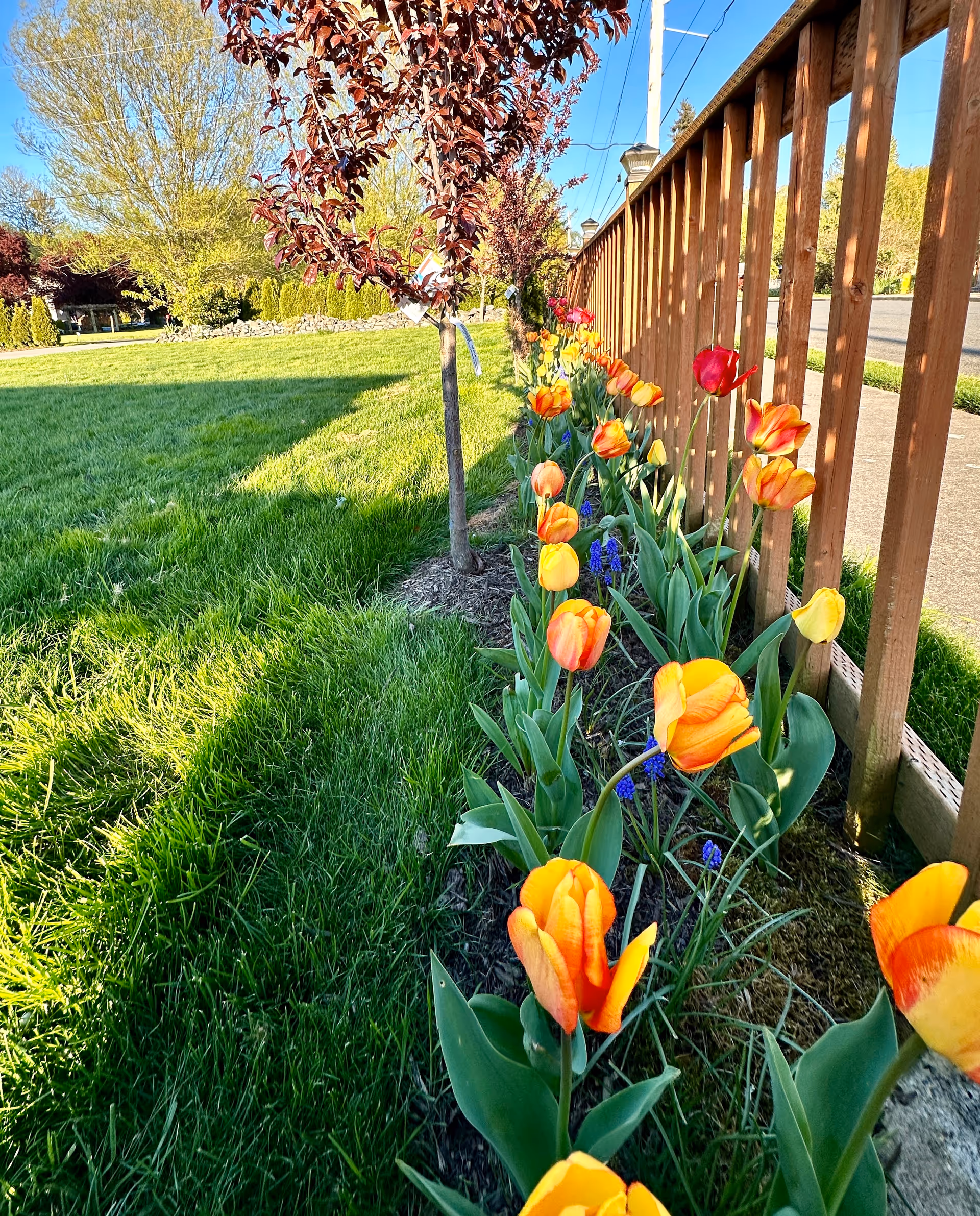 A garden bed along a wooden fence with blooming orange, yellow, and red tulips and some small purple flowers. There is green grass and a small tree with reddish leaves next to the flower bed. The scene is outdoors on a sunny day with a clear blue sky.