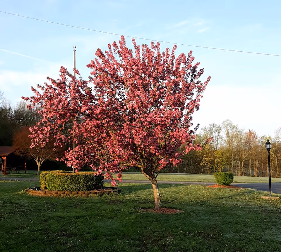 A vibrant pink flowering tree stands in a grassy area with trimmed bushes and a lamppost nearby under a clear blue sky.