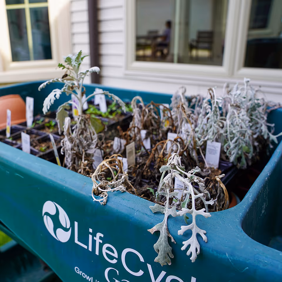 A green gardening container labeled 'LifeCycle Garden' filled with several small plant pots, most of which contain wilted or dried plants. The container is placed outdoors near a building with windows reflecting some chairs and a person inside.