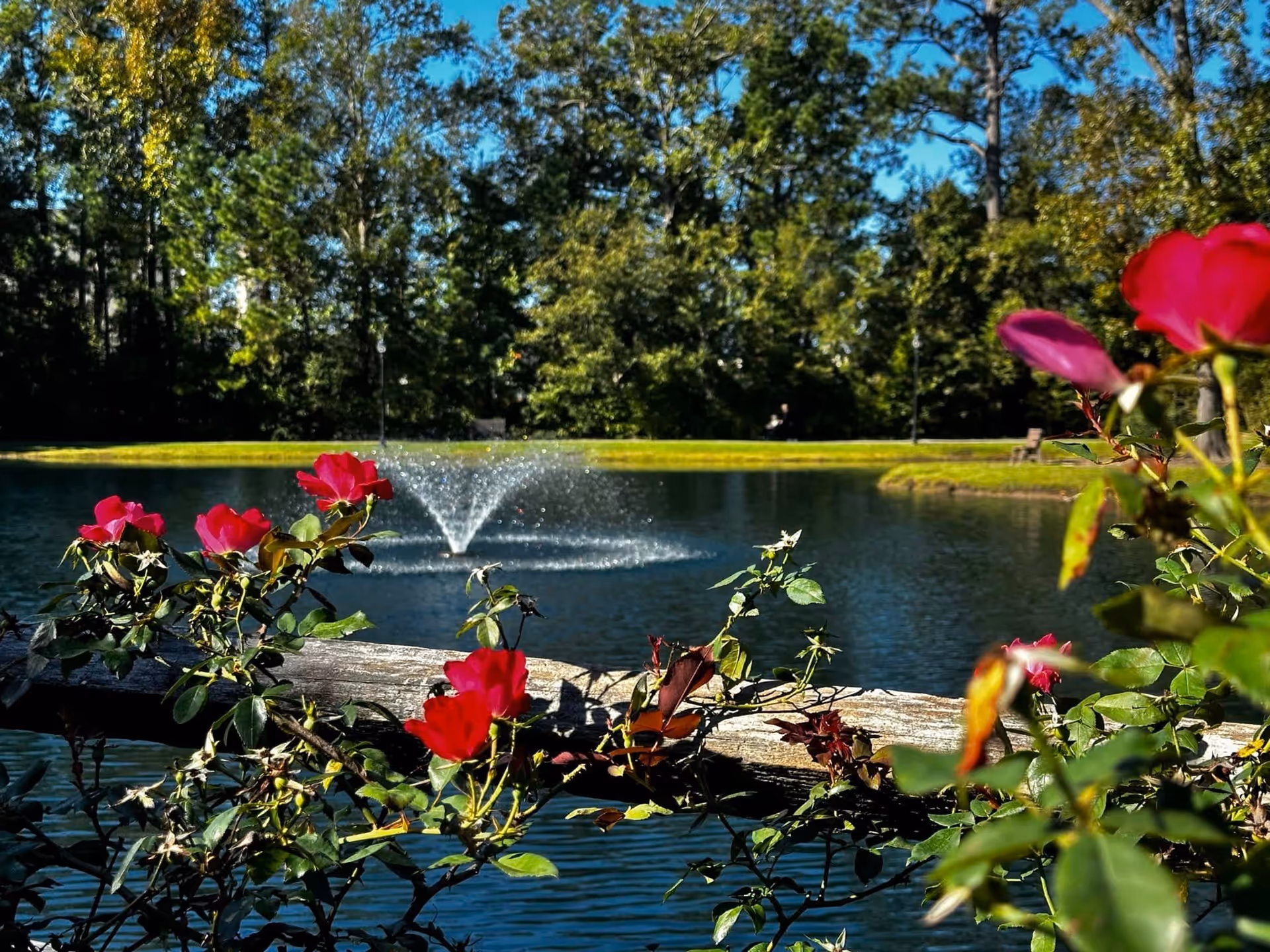 A scenic outdoor view featuring a pond with a water fountain in the center, surrounded by green trees and grass. In the foreground, there are red flowers and green foliage with a wooden fence.