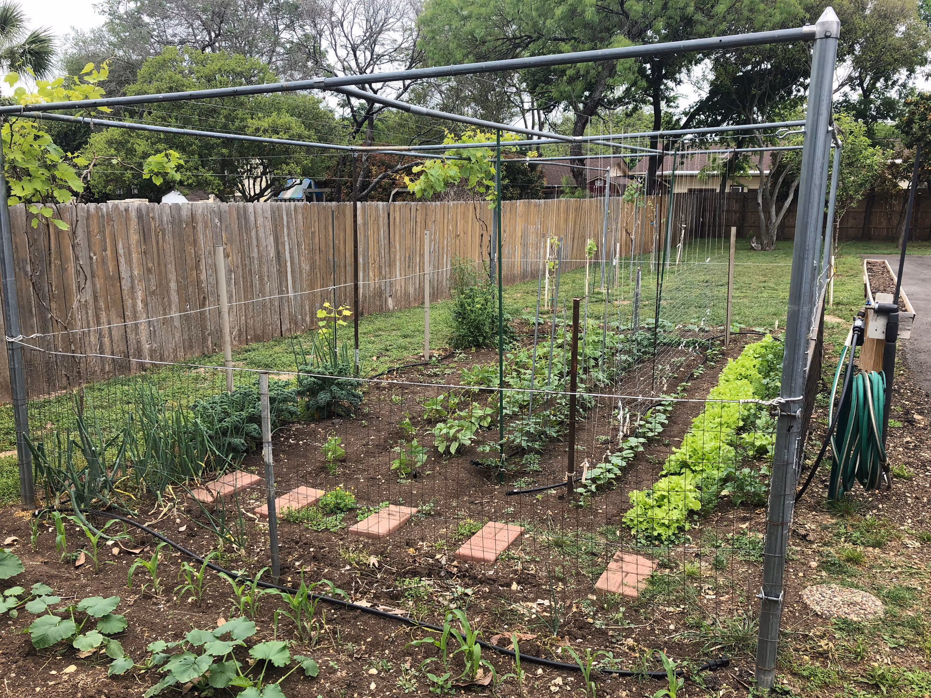 A fenced garden area with various plants and vegetables growing in neat rows. There are metal poles and wires supporting climbing plants, a wooden fence in the background, and a green garden hose coiled on a holder to the right.