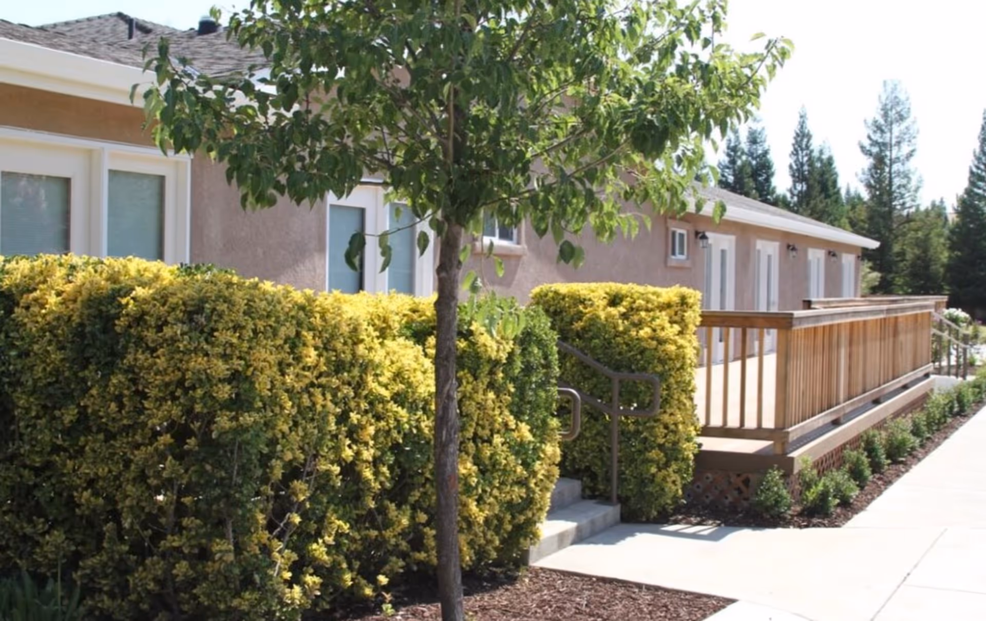 Exterior view of a single-story senior living building with a wooden ramp, trimmed hedges, and a small tree.