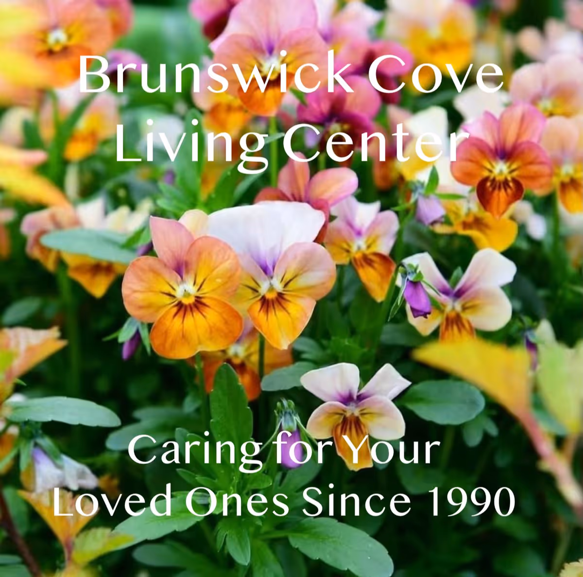 Close-up of colorful pansy flowers in a garden with text overlay that reads 'Brunswick Cove Living Center Caring for Your Loved Ones Since 1990'.