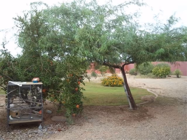 Gravel yard with a leaning tree and fruit-bearing shrub beside a birdcage, a small grassy patch and a red boundary wall in the background.