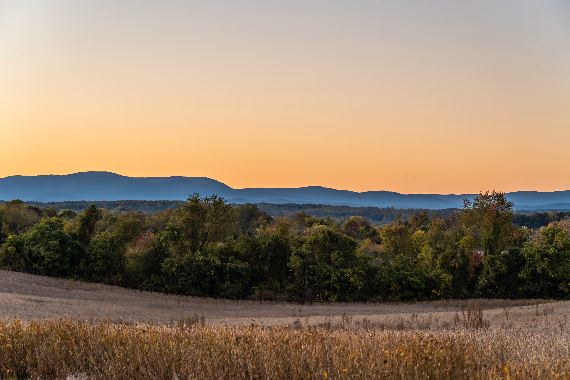 A scenic outdoor landscape featuring a field with dry grass in the foreground, dense green trees in the middle ground, and a range of blue mountains in the background under a clear sky at sunset.