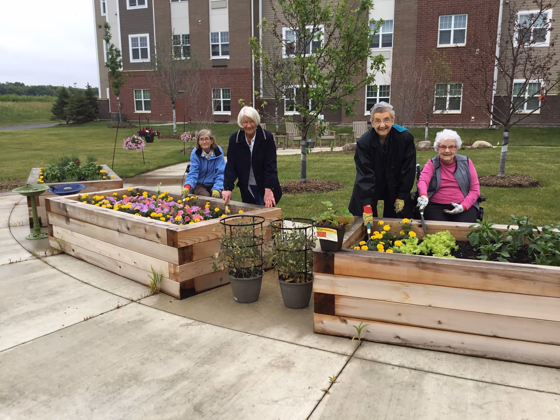 Four elderly women gardening together outdoors in raised wooden garden beds with flowers and plants, in front of a multi-story brick and siding building with green lawn and trees.