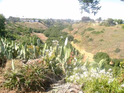 Hilly outdoor landscape with cacti and greenery against distant homes