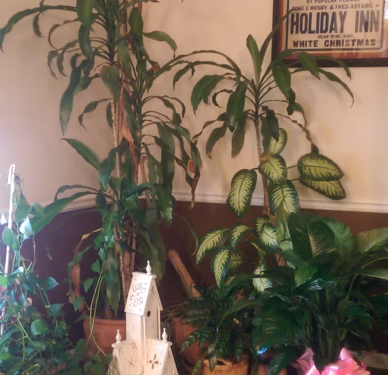 Indoor corner with several large green potted plants arranged closely together against a two-tone wall. A framed poster is partially visible on the upper right side of the wall.
