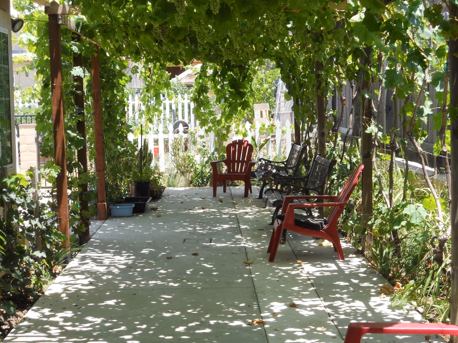 A shaded outdoor walkway with a pergola covered in green vines. There are several chairs, including red plastic and black metal benches, placed along the sides of the walkway. The area is surrounded by plants and greenery, with a white picket fence visible in the background.