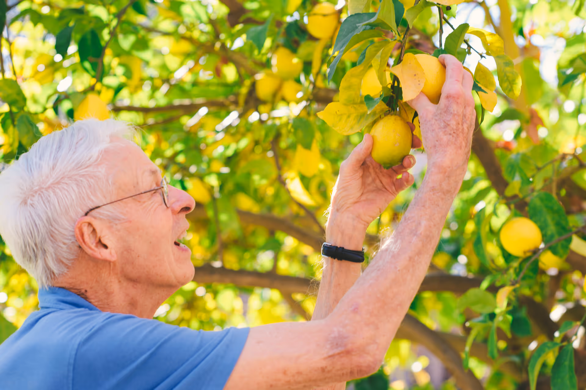 An elderly man with white hair and glasses is picking ripe yellow lemons from a lemon tree outdoors on a sunny day.