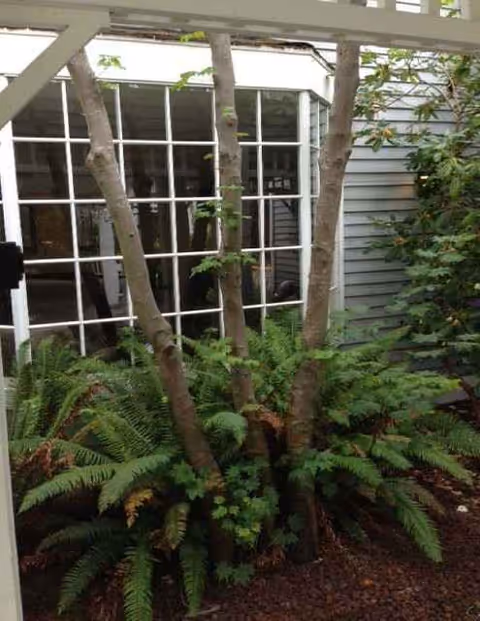 Exterior view of Careage of Whidbey with paned glass doors and surrounding greenery.