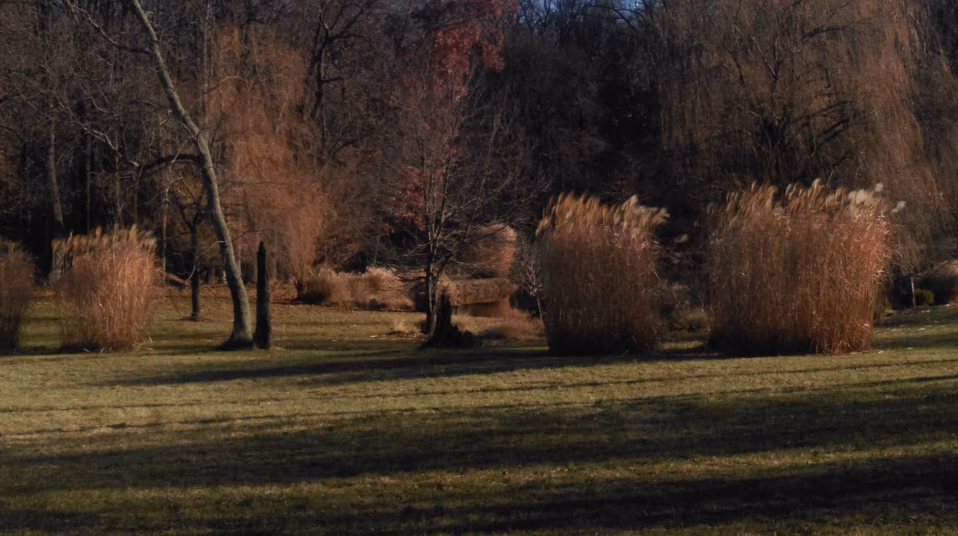 A grassy outdoor area with several clusters of tall ornamental grasses and leafless trees, suggesting a late autumn or early winter setting.