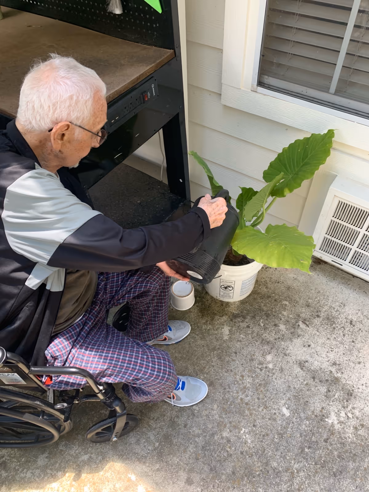 An elderly man in a wheelchair is outdoors on a concrete surface, holding a black plant pot and tending to a large green leafy plant in a white container next to a building with light-colored siding and a window with blinds.