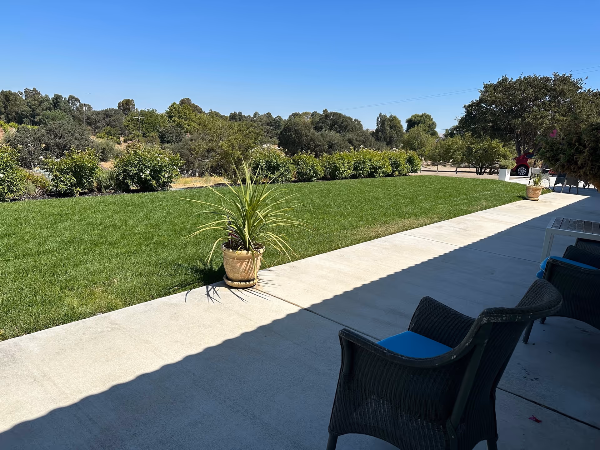 Outdoor patio area with black wicker chairs with blue cushions, a potted plant on the concrete patio, and a well-maintained green lawn bordered by bushes and trees under a clear blue sky.