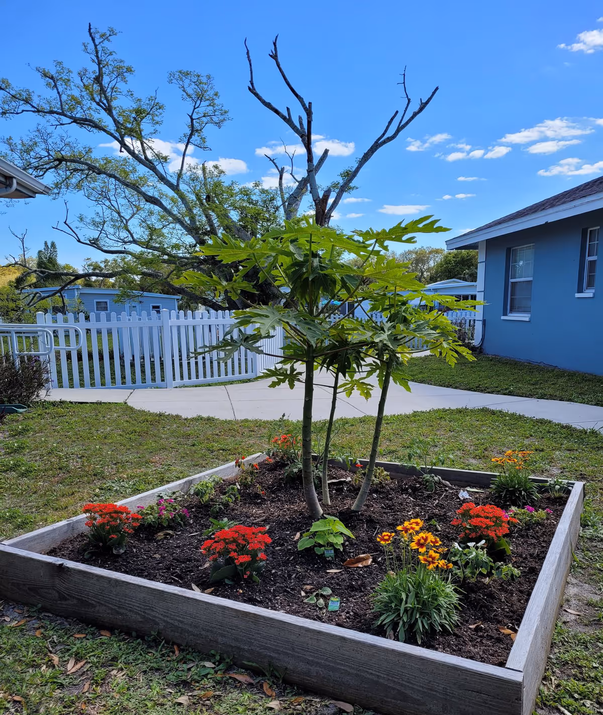 A raised garden bed with various flowering plants and a small tree in the center, situated outdoors on a grassy area. In the background, there is a white picket fence, a blue building with windows, and a clear blue sky with some clouds.