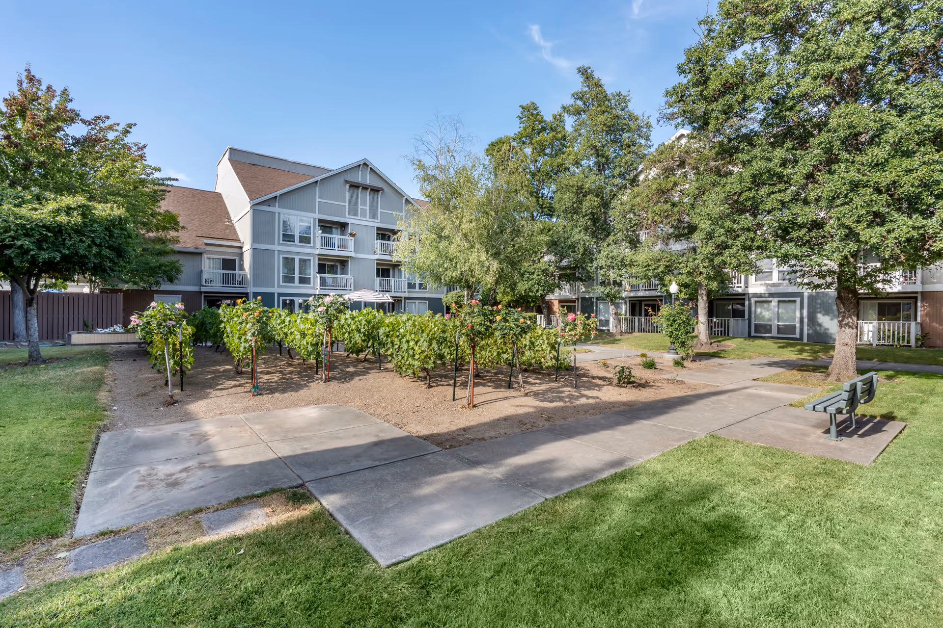Outdoor garden area with grapevines and trees in front of a multi-story residential building with balconies. There is a paved walkway and a bench on the right side under the shade of a tree.