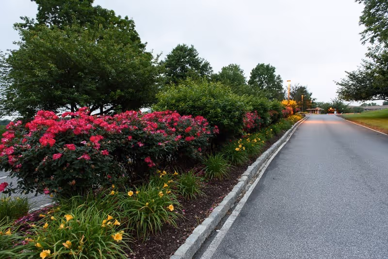 A paved road bordered by a landscaped garden bed with blooming pink and yellow flowers and green shrubs, with trees in the background under a cloudy sky.