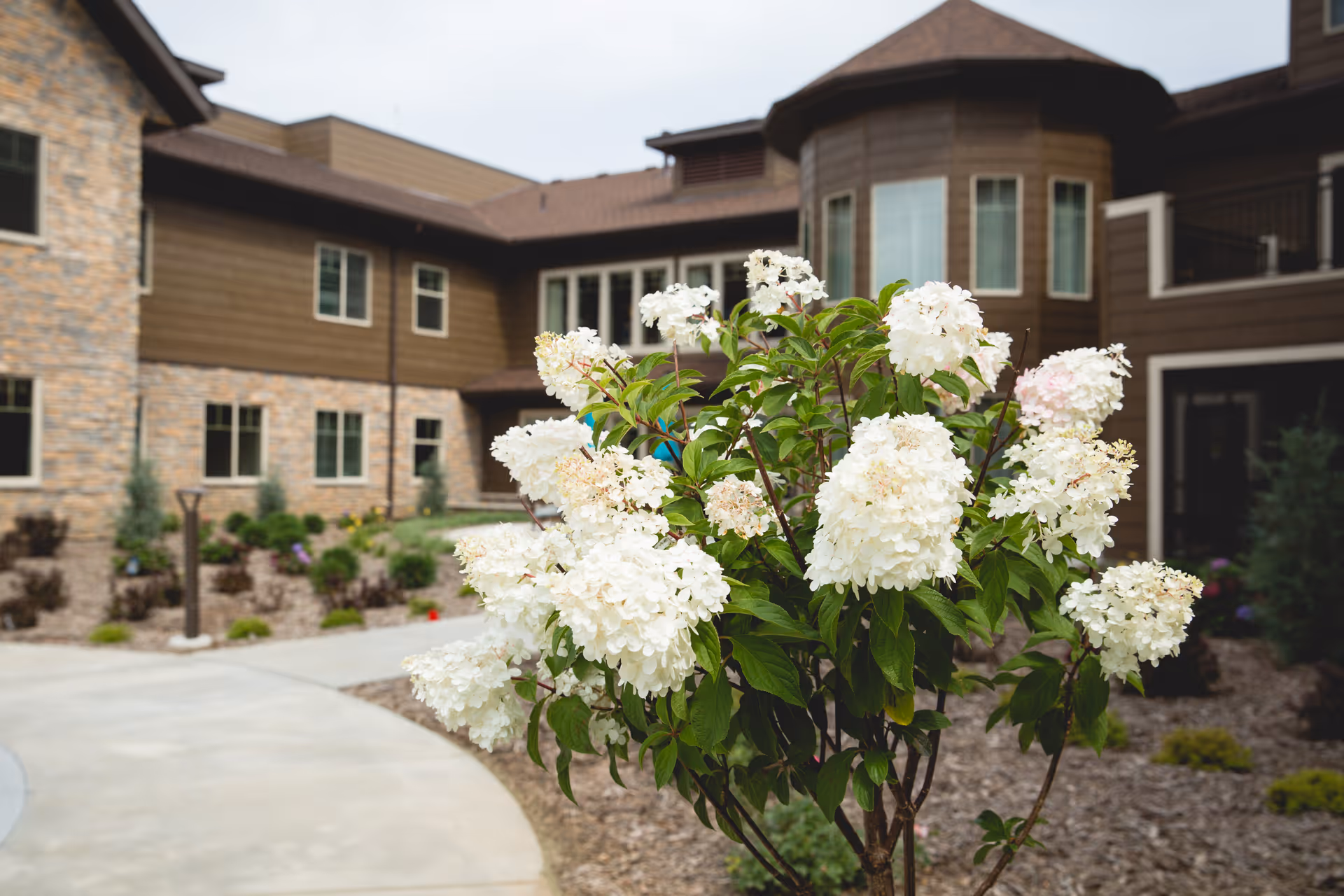 White flowering shrub in the foreground with a senior living facility building in the background featuring brown siding, stone accents, and multiple windows.