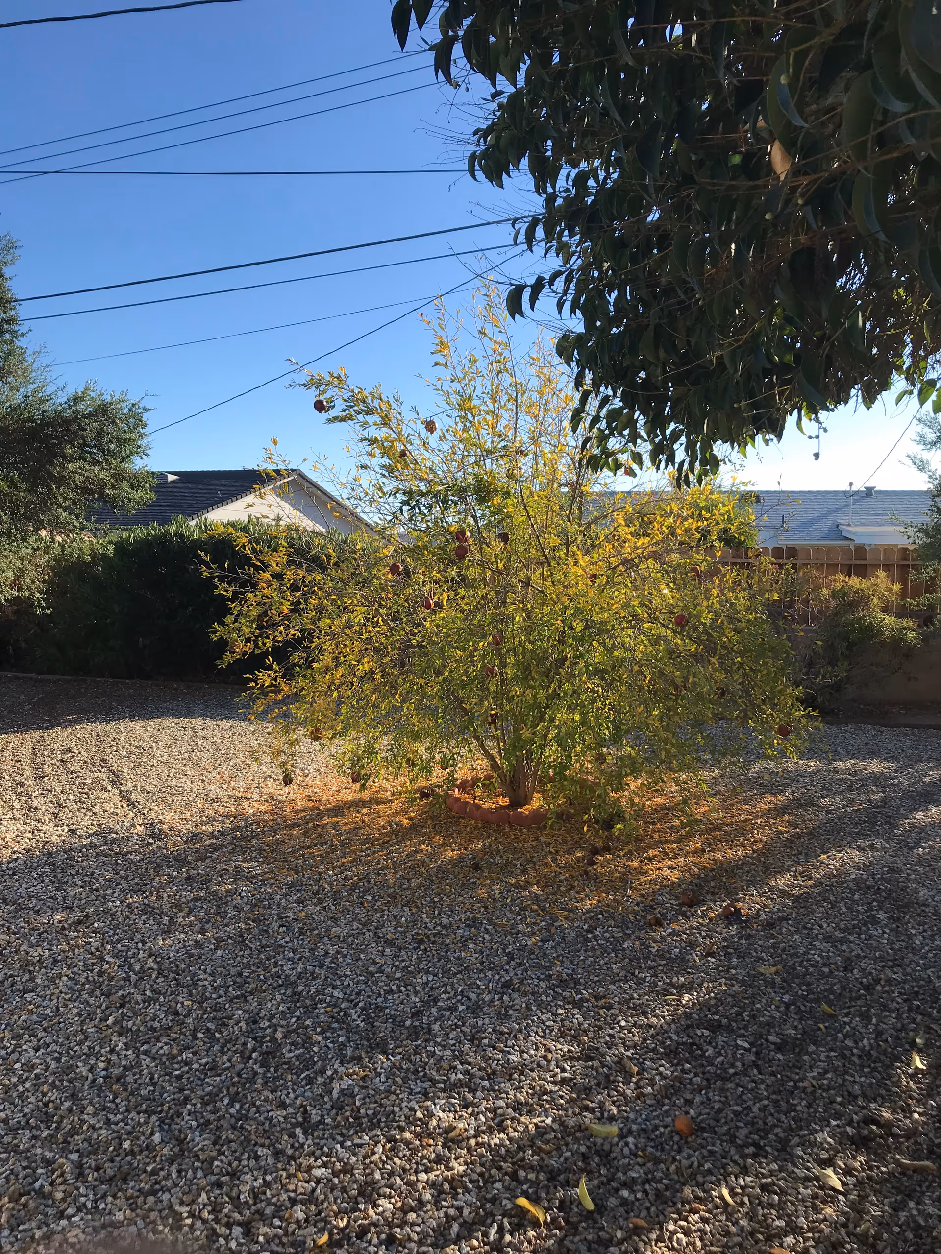 Gravel-covered backyard with a small fruit tree in the center, neighboring houses and power lines under a clear blue sky.