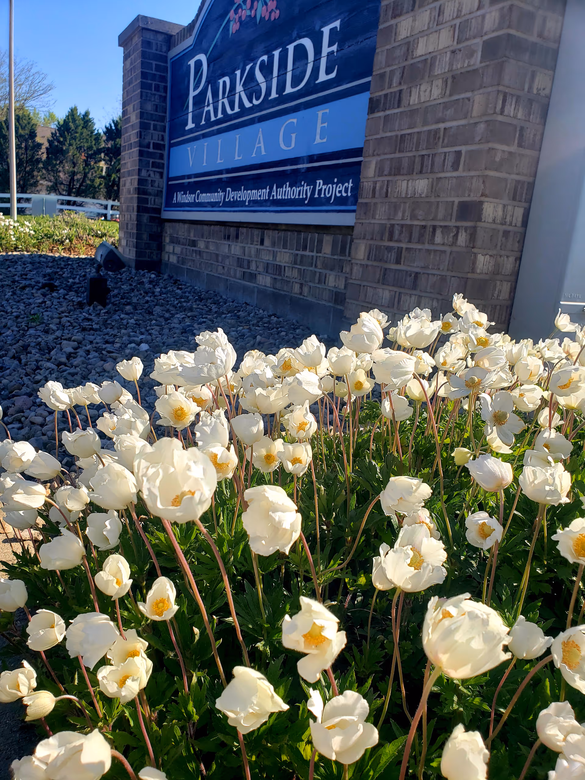 White flowering plants in front of a brick entrance sign that reads "Parkside Village".