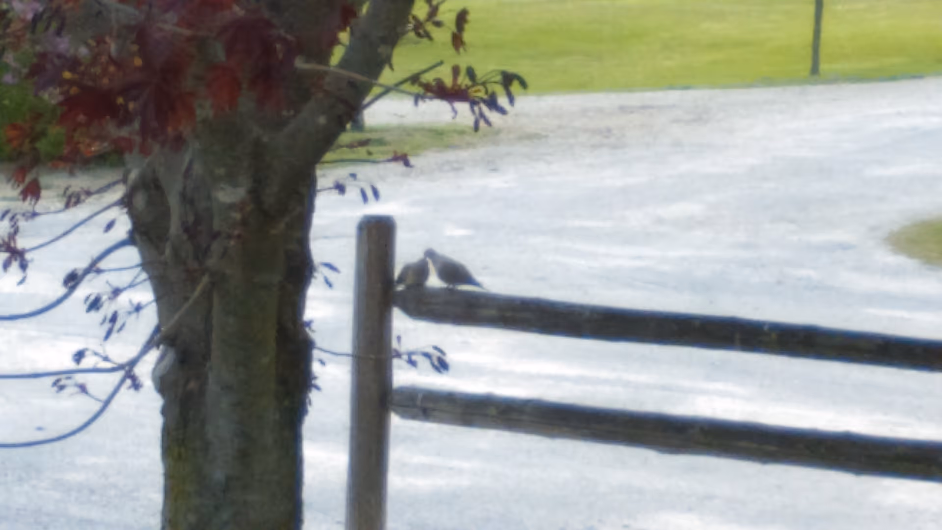 Two small birds perched on a wooden fence rail beside a tree with grass and a paved area in the background.