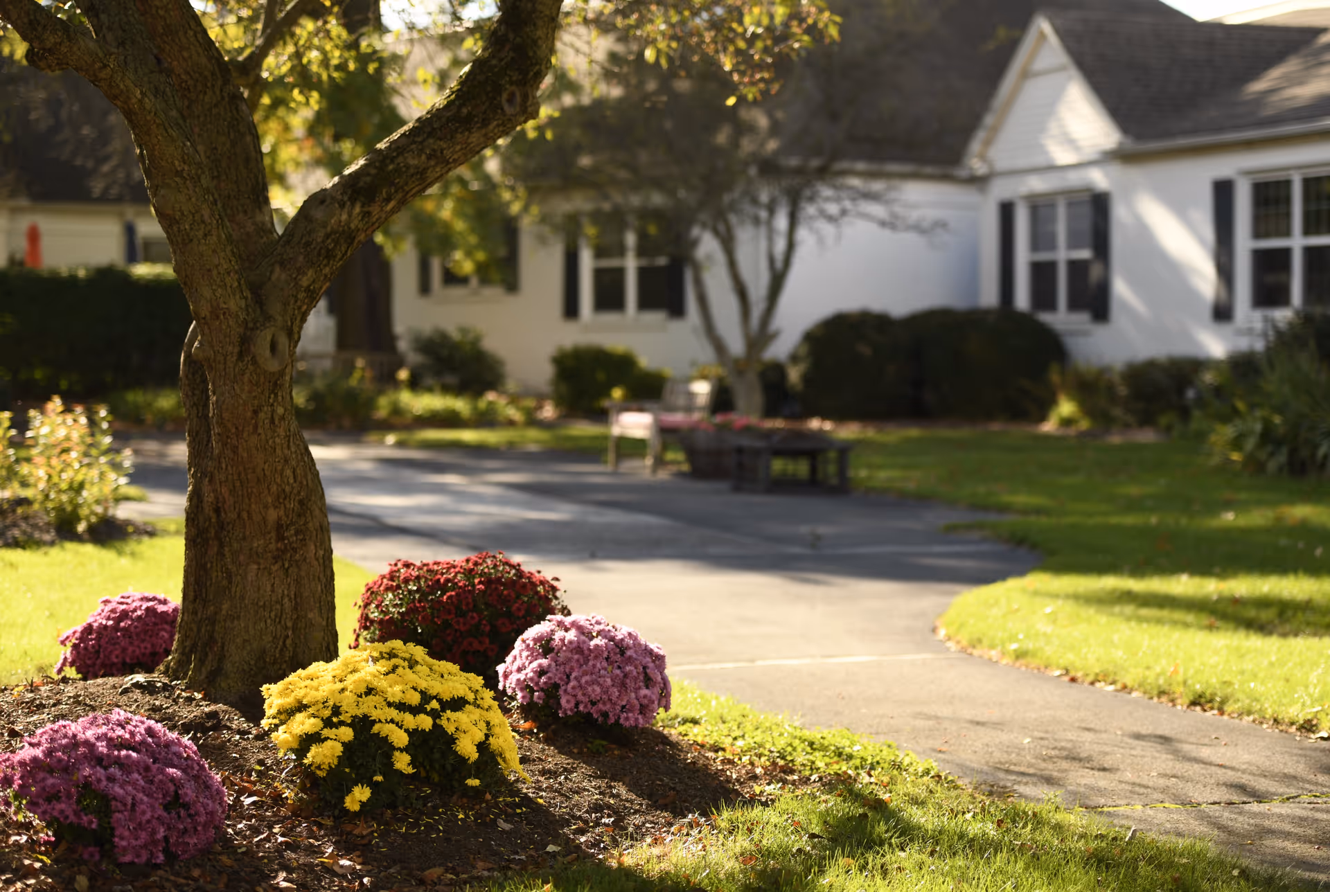 A sunny outdoor garden area with a tree surrounded by colorful flowers including yellow, pink, and red blooms. In the background, there is a paved walkway leading to a white building with black shutters and windows, partially shaded by trees and bushes.