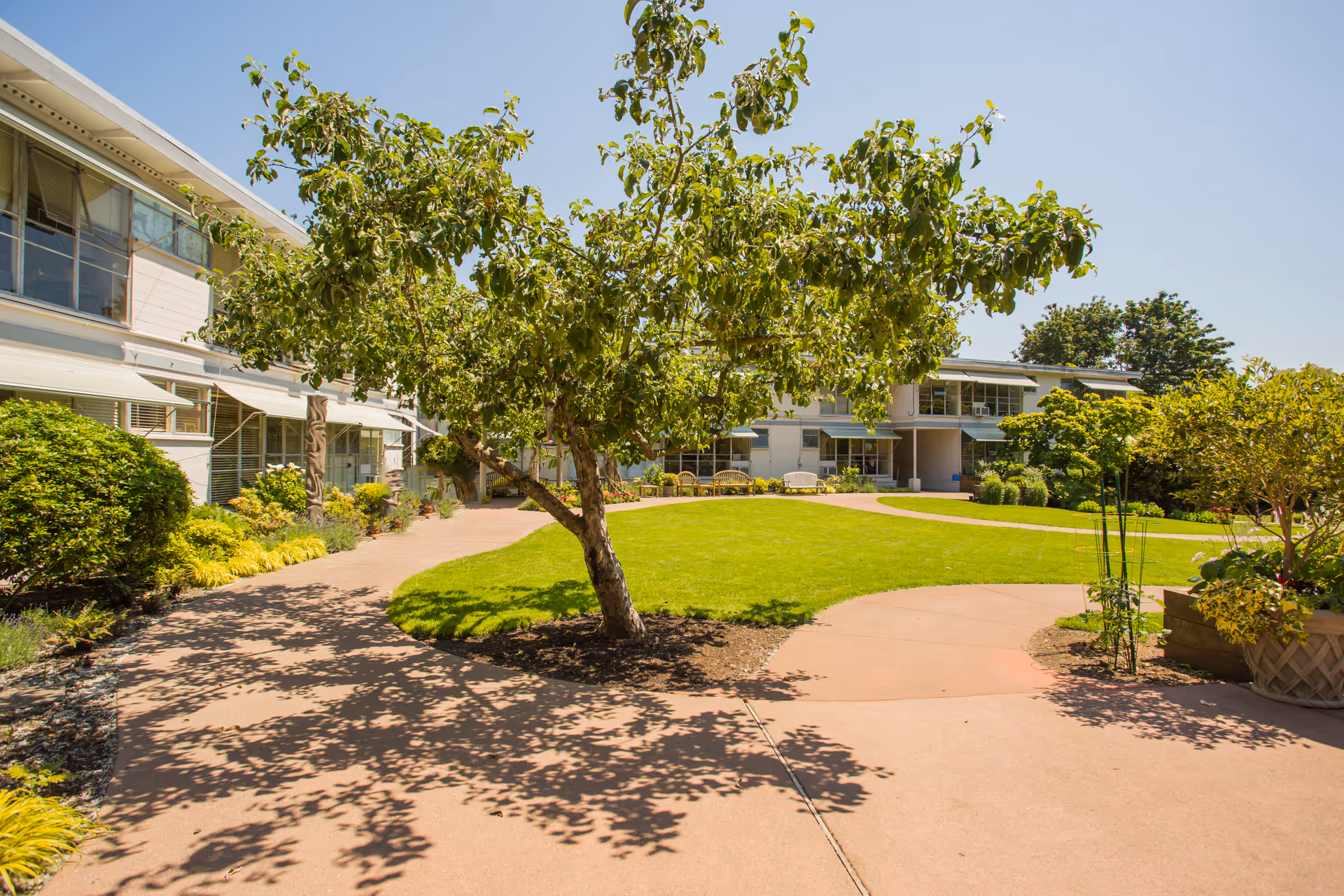 Sunlit courtyard with a central tree, green lawn and surrounding two-story senior living buildings.