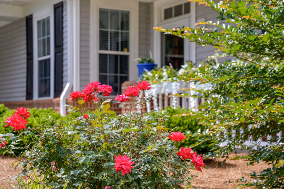 Red roses and green shrubs in front of a porch and windows of a light-gray house.