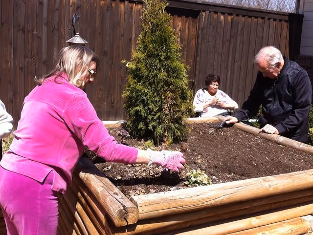 Three elderly individuals gardening together around a raised wooden garden bed with soil and a small evergreen tree in the center, set against a wooden fence outdoors.