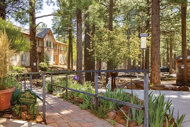 Outdoor garden area with a paved walkway and metal railing surrounded by plants and tall pine trees. A two-story building is visible in the background among the trees.
